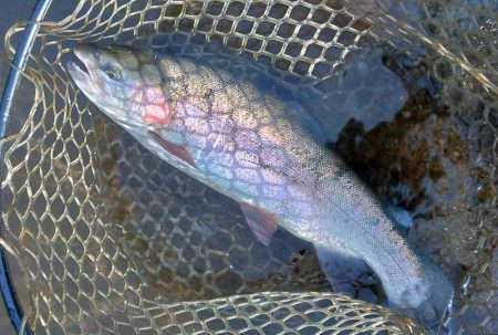 エキスパートエリアで大物にチャレンジ ～平谷湖フィッシングスポット～